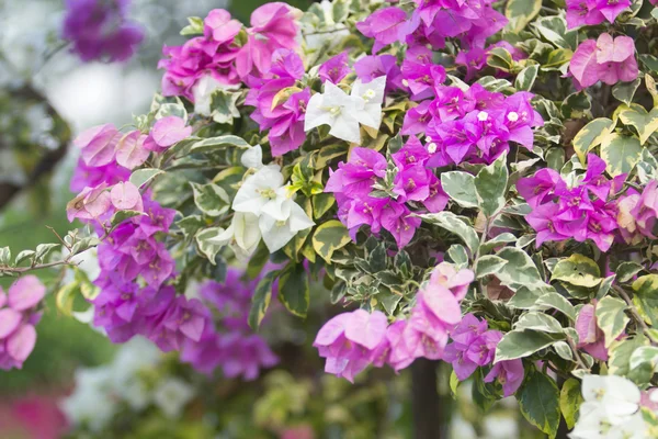 Bougainville — Stockfoto