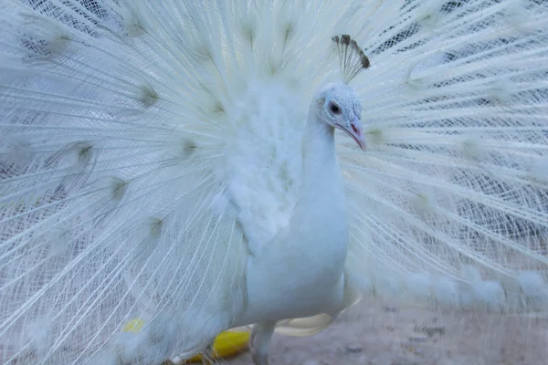 Pavão branco — Fotografia de Stock