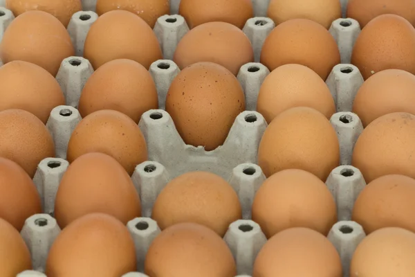 En la recogida de huevos . — Foto de Stock