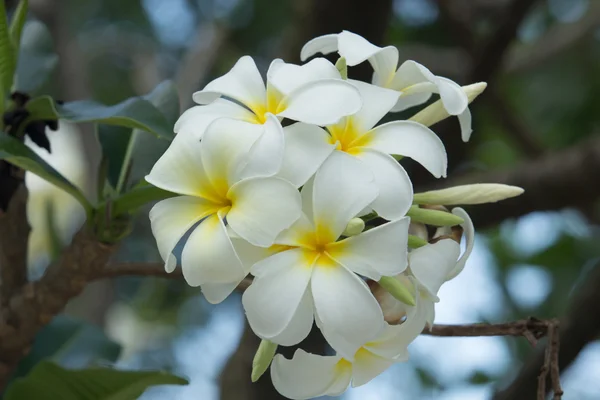 Frangipani. — Stockfoto