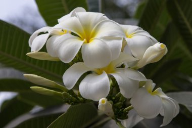 Frangipani.
