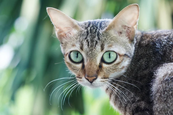 Grünäugige Katze — Stockfoto