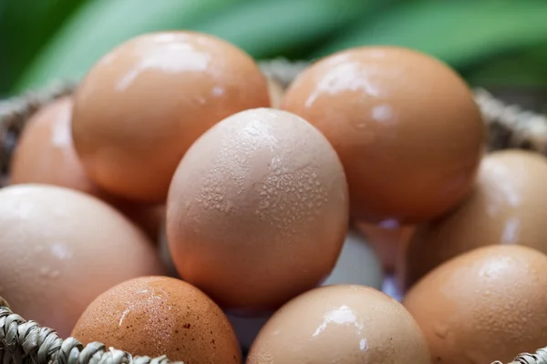 Свежие яйца . — стоковое фото