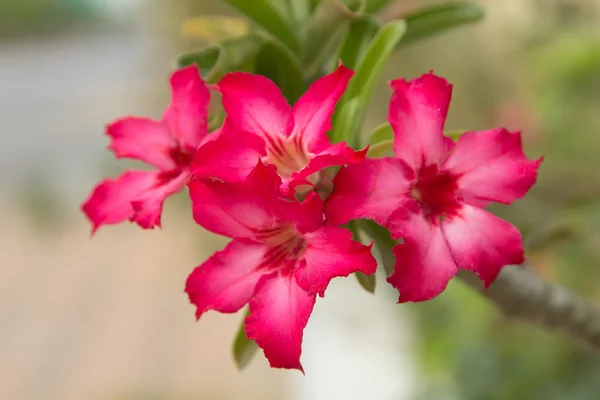 Frangipani. — Stockfoto