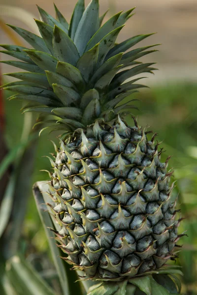 Ananas — Foto Stock