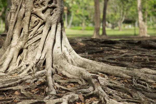 Tropischer Baum — Stockfoto