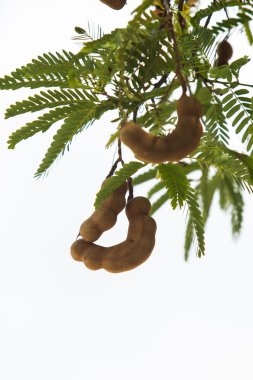 demirhindi kapsülü