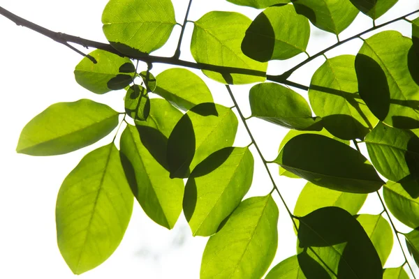 Hojas verdes — Foto de Stock