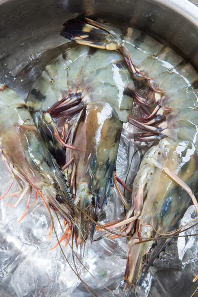 Camarones frescos sobre hielo . — Foto de Stock