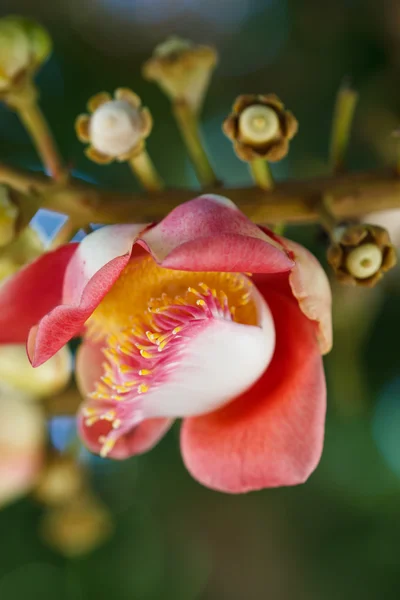 Salavan bloemen — Stockfoto