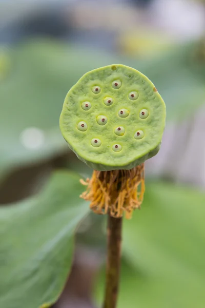 Lotus zaden — Stockfoto