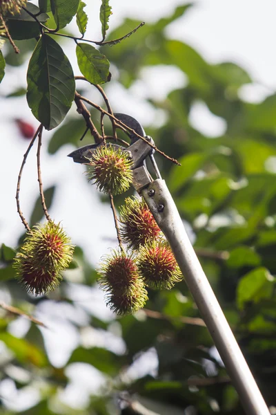 Rambutan — Stock fotografie