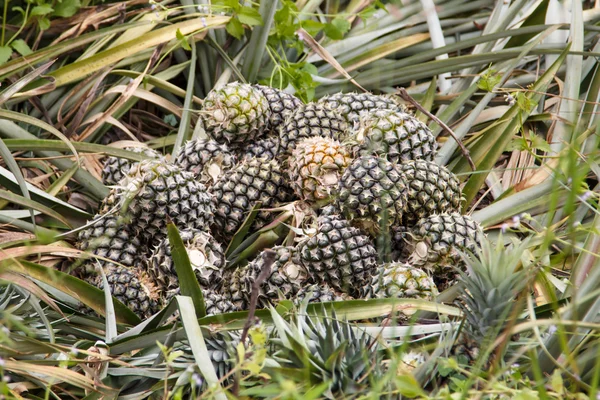 Pine apples — Stock Photo, Image