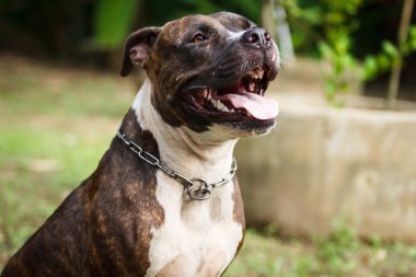 pitbull köpek yüz