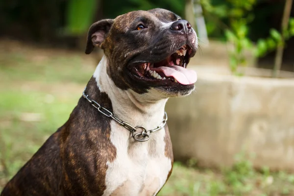 Visage de chien Pitbull — Photo