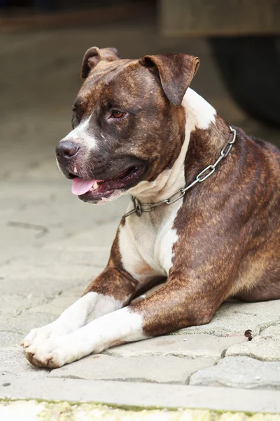 Rosto do cão Pitbull — Fotografia de Stock