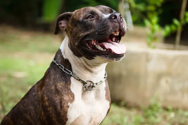 Cara de perro Pitbull Imagen de archivo