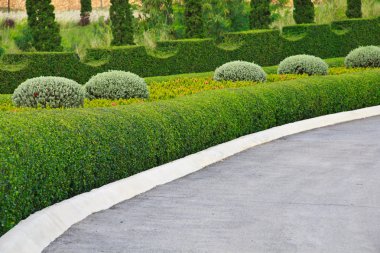 yol kenarı için çiçekler.