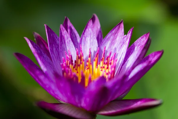 Purple lotus — Stock Photo, Image