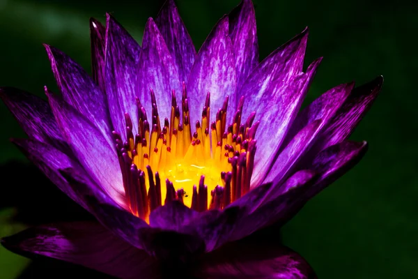 Purple lotus — Stock fotografie