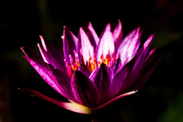 Purple lotus — Stockfoto