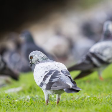 Çimlerin üzerinde duran güvercin