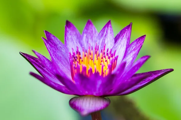 Purple lotus — Stockfoto