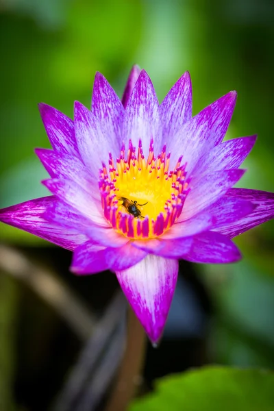 Purple lotus — Stockfoto