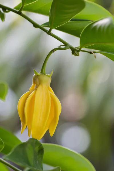 Ylang-ylang — Photo