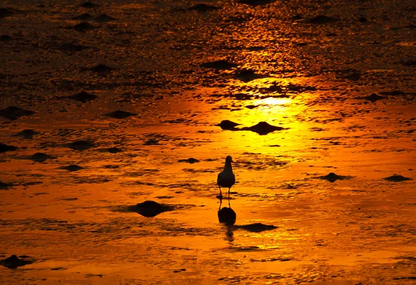 黄金の海岸線のカモメ — ストック写真