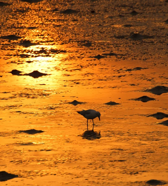 金色海岸线上的一只海鸥 — 图库照片