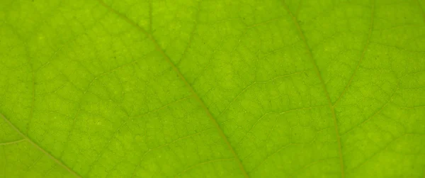 Leaf texture — Stock Photo, Image