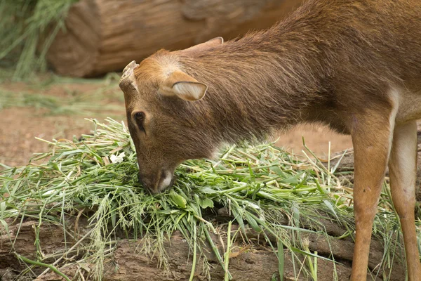 Deer eating grass. — Stock Photo, Image