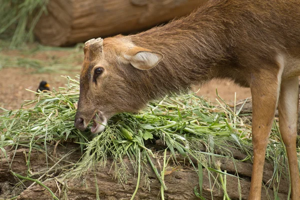 Ciervos comiendo hierba. —  Fotos de Stock