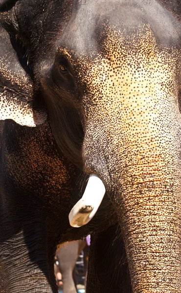 A tusked elephant — Stock Photo, Image