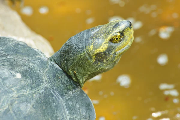 Tortoises on waters edge — Stock Photo, Image