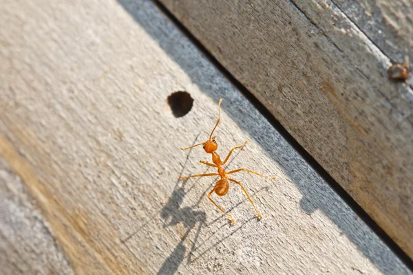 Red ant — Stock Photo, Image