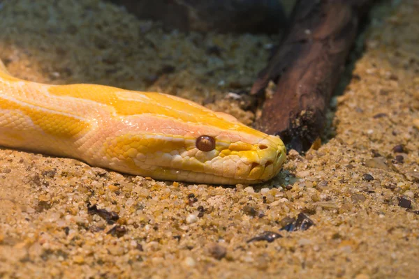 Serpente nella luce . — Foto Stock