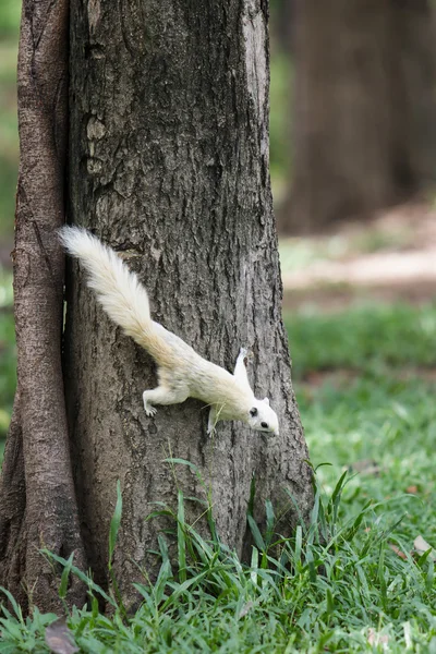 Biały wiewiórka — Zdjęcie stockowe