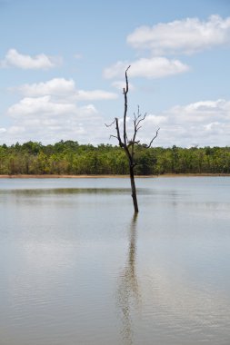 Havuzda ölü ağaçlar