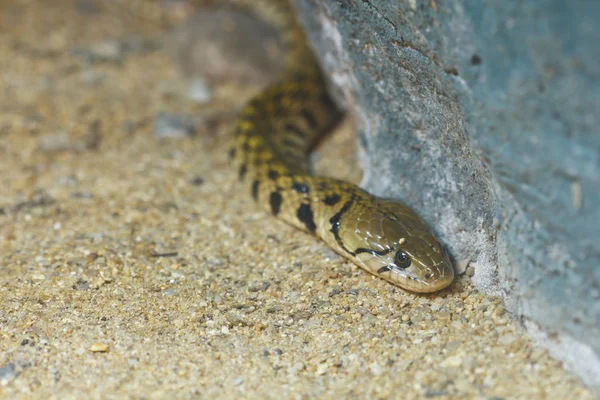Bruin snake venom. — Stockfoto