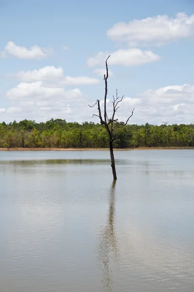 Dead trees in the pond — Stock Photo, Image