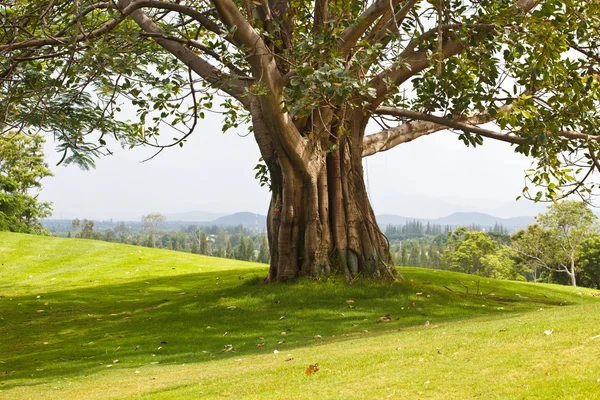Деревья на поле для гольфа — стоковое фото