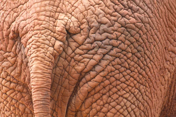 Pelle di elefante — Foto Stock