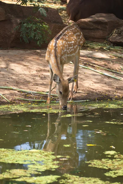 Deer — Stock Photo, Image