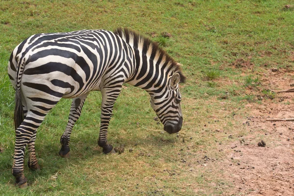 Zebra. — Fotografia de Stock