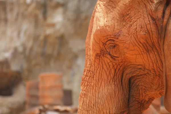 Elefante africano —  Fotos de Stock