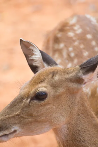 Deer — Stock Photo, Image