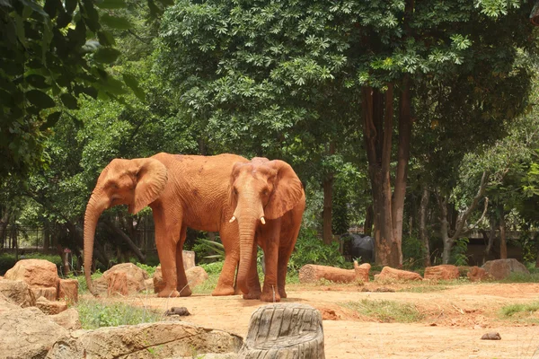 African elephant — Stock Photo, Image