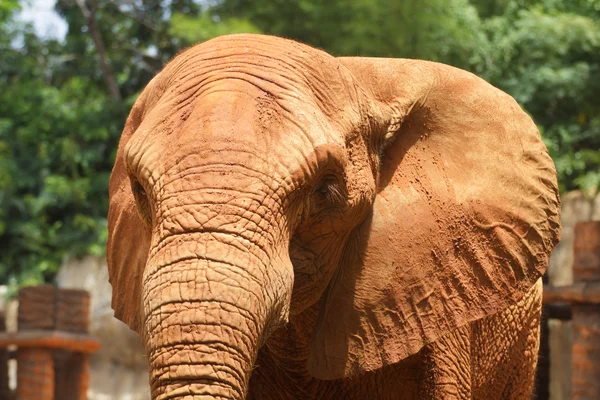 Elephant — Stock Photo, Image